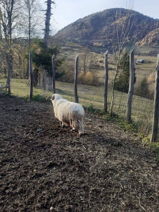 12 oi si 3 carlani 1 berbec