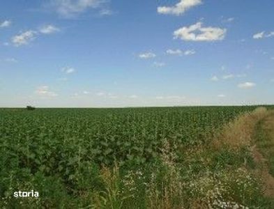 Teren extravilan Caldararu, ID: R2616308