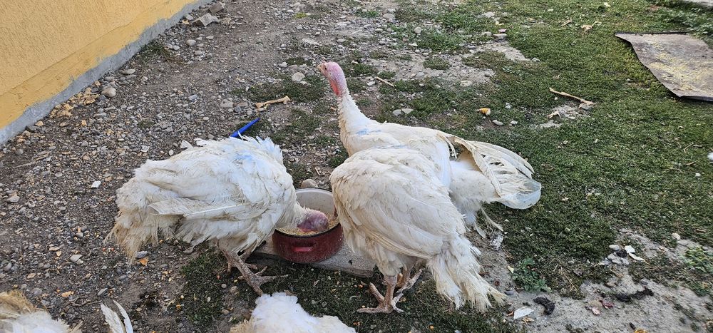 Curcani Crescuți natural