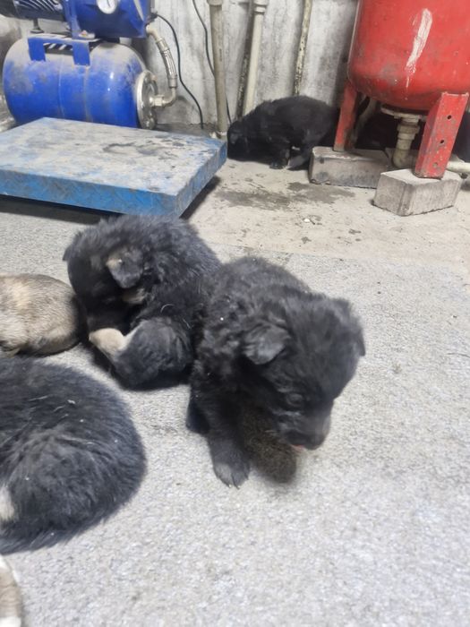 Продам щенков ВЕО 1 месяц