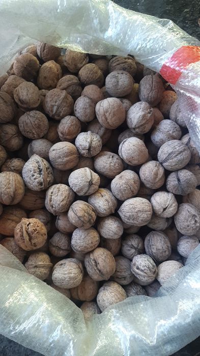 Жангак орех грецкий