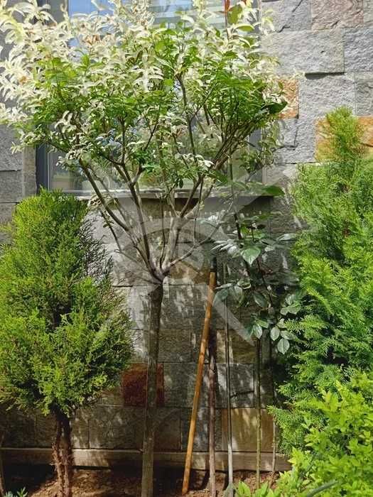 Страхотна къща в Беломорски!