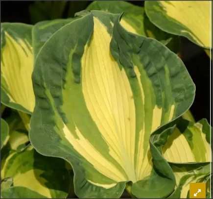 2 crini de umbră - Hosta hybrida