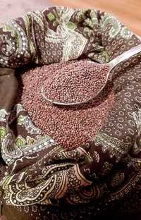 Vând semințe de răsad de varza romanesc