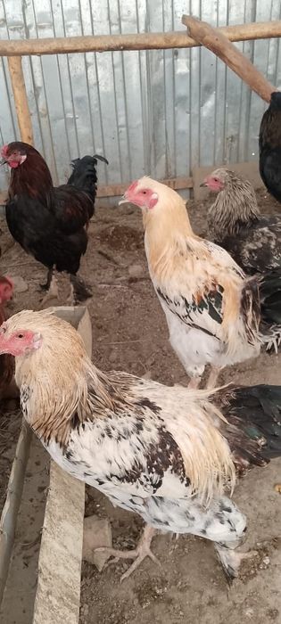 Хурозлар сотилади