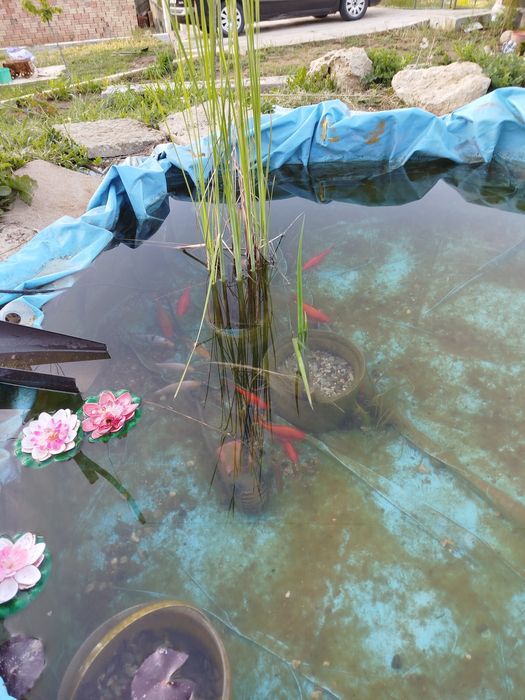 Езерни рибки комета