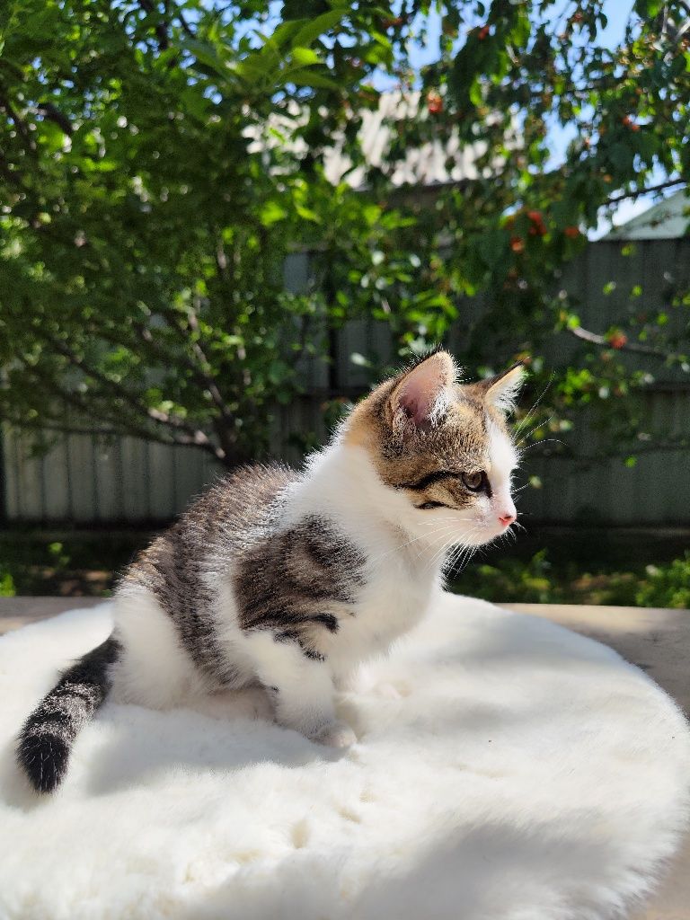 Котёнок-девочка ищет любящее сердечко