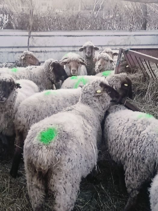 Oi la prima fătare de vânzare