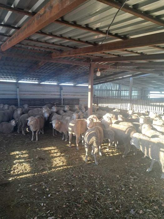 Продам баран опт