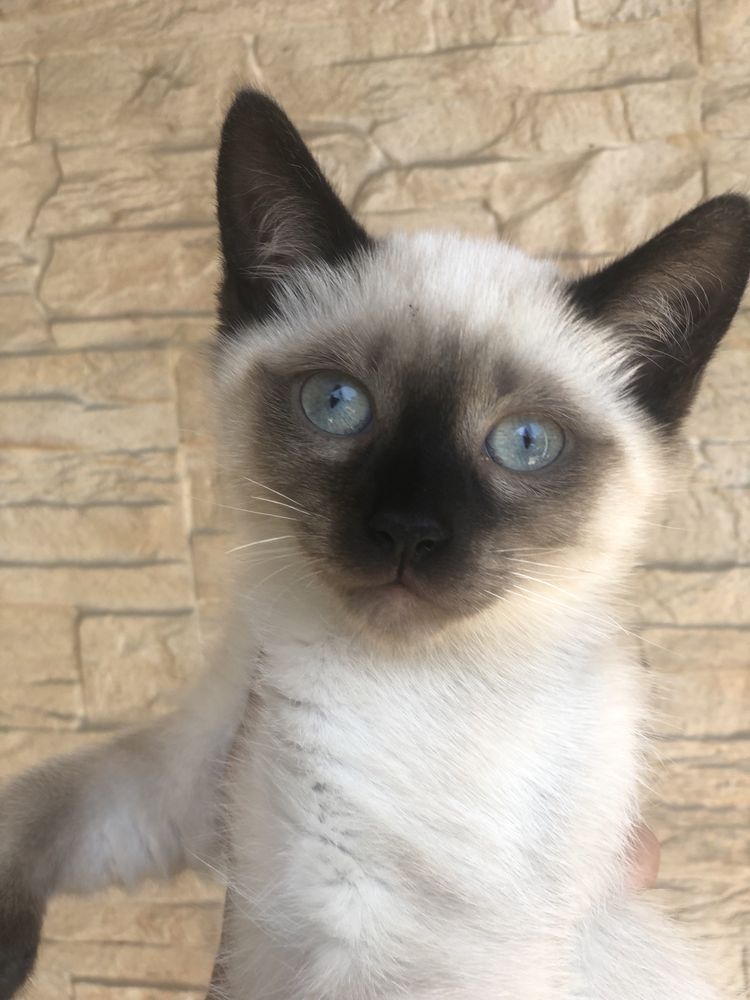 Motanel ragdoll!