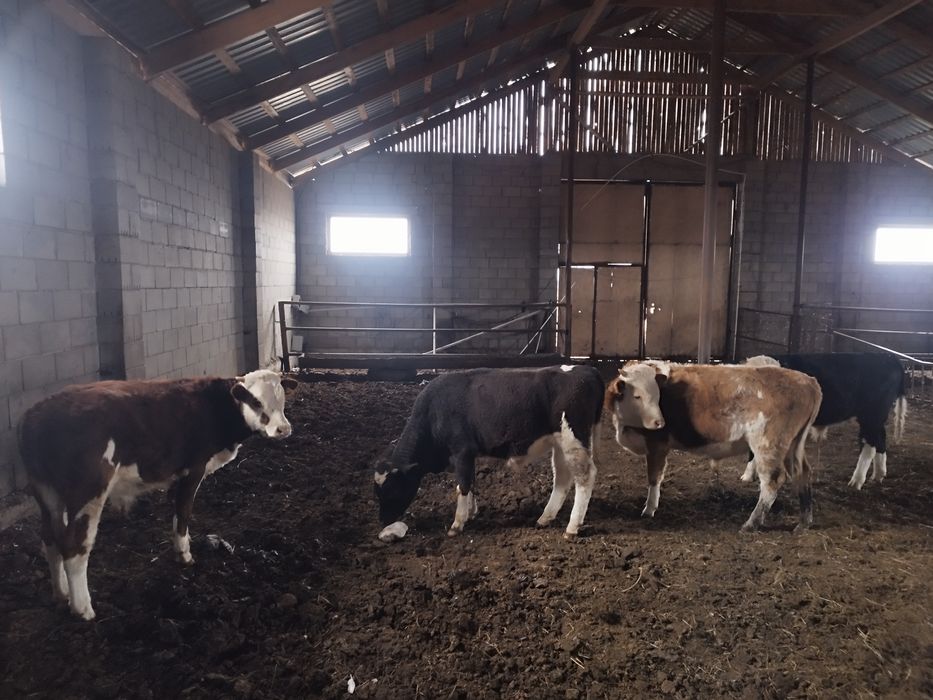 4 БАС подсос еркек пішілмеген