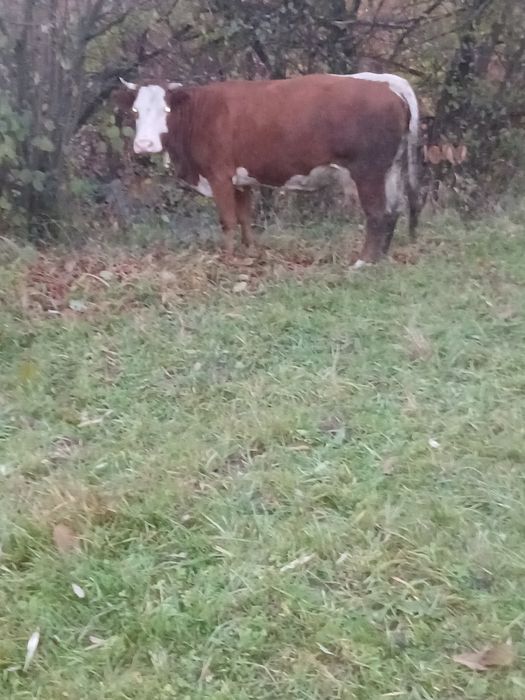 De vand 2 vaci bune de lapte