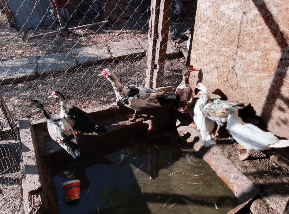 Vând rațe leșești