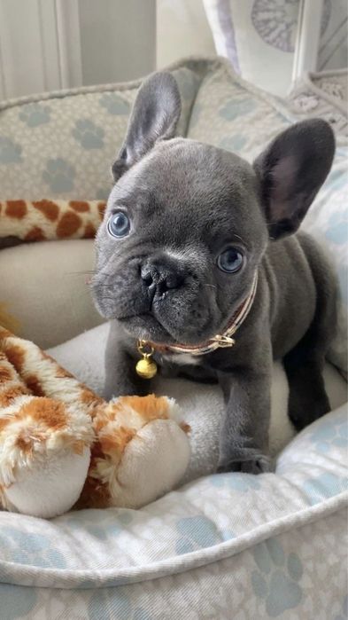 Bulldog francez mascul