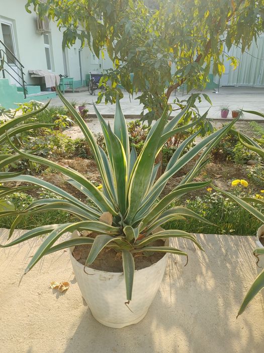 Агава Американская (растение)