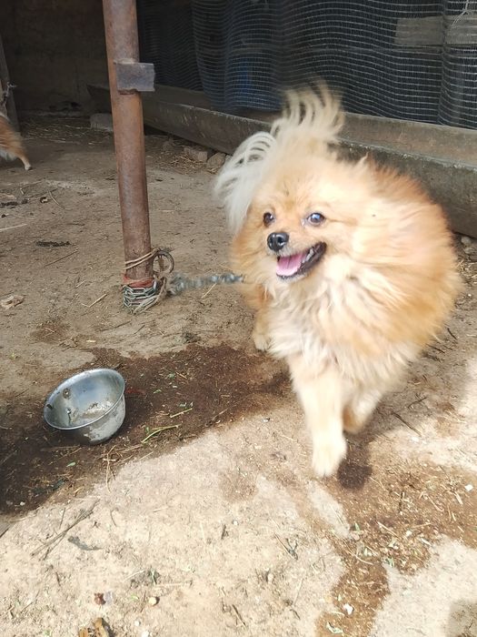 Шпиц померанский