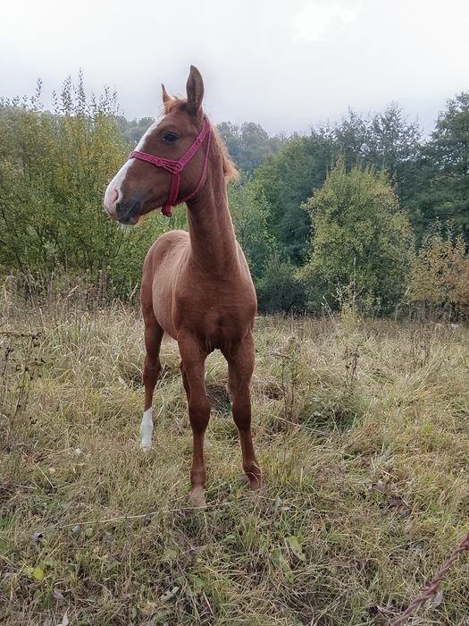 Mânz , vârsta 6 luni