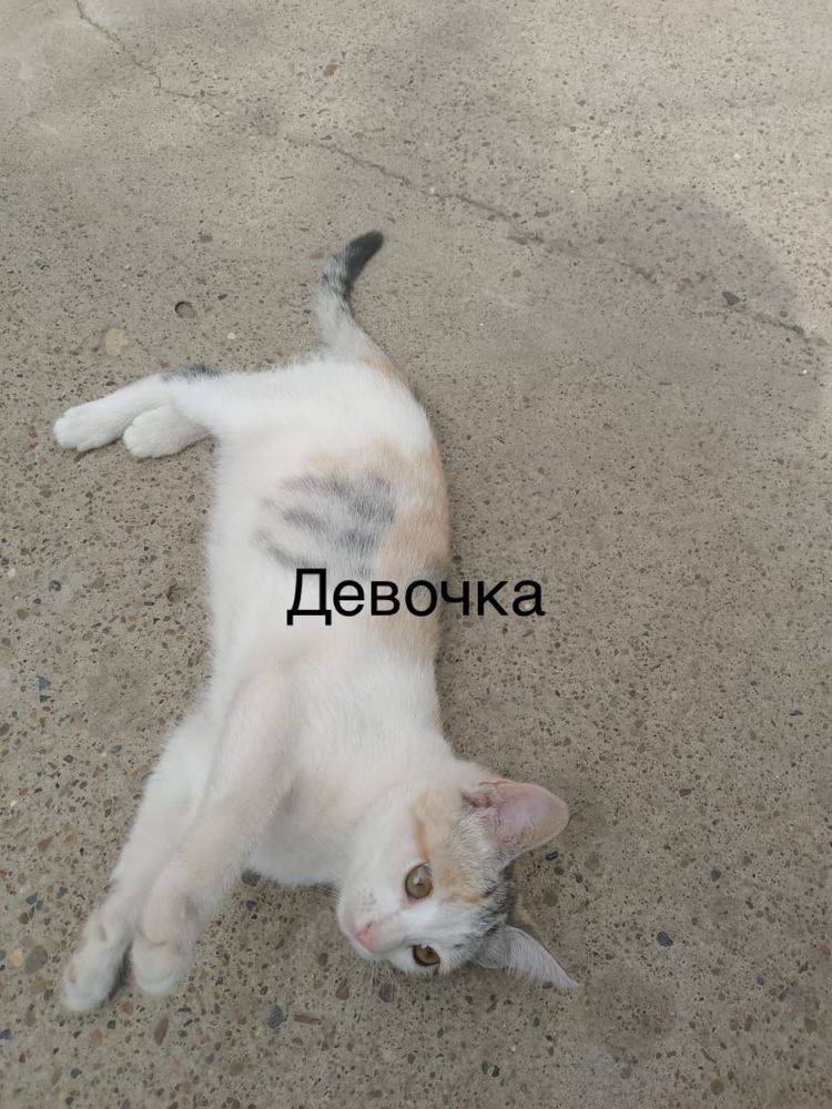 Котята ищут дом и заботливую семью