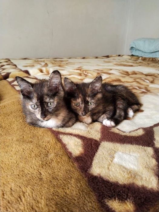 Очаровательные кошечки и котята в ответственные руки