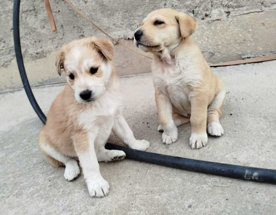 Отдам щенков в добрые руки