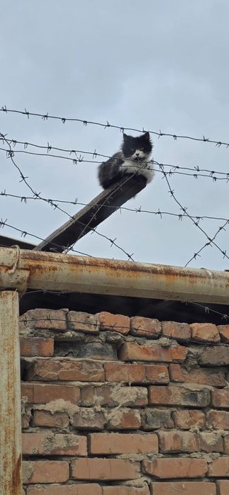 Отдам котёнка в хорошие руки