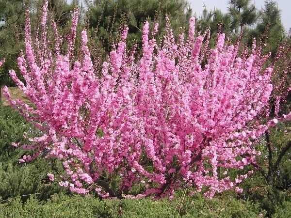 Бадем (Prunus dulcis)-150-160см.