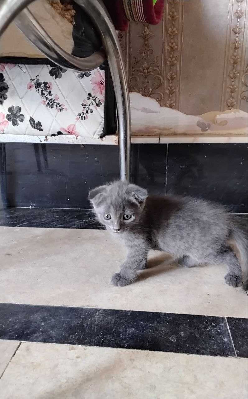 Продаются котята