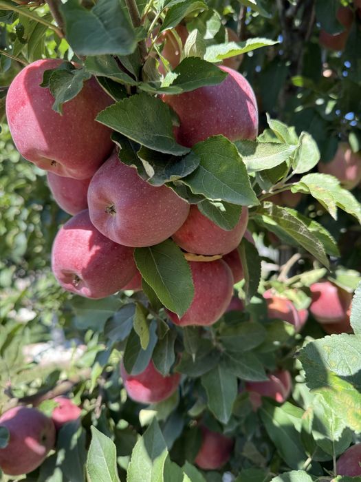 Vând pomi fructiferi la ghiveci !