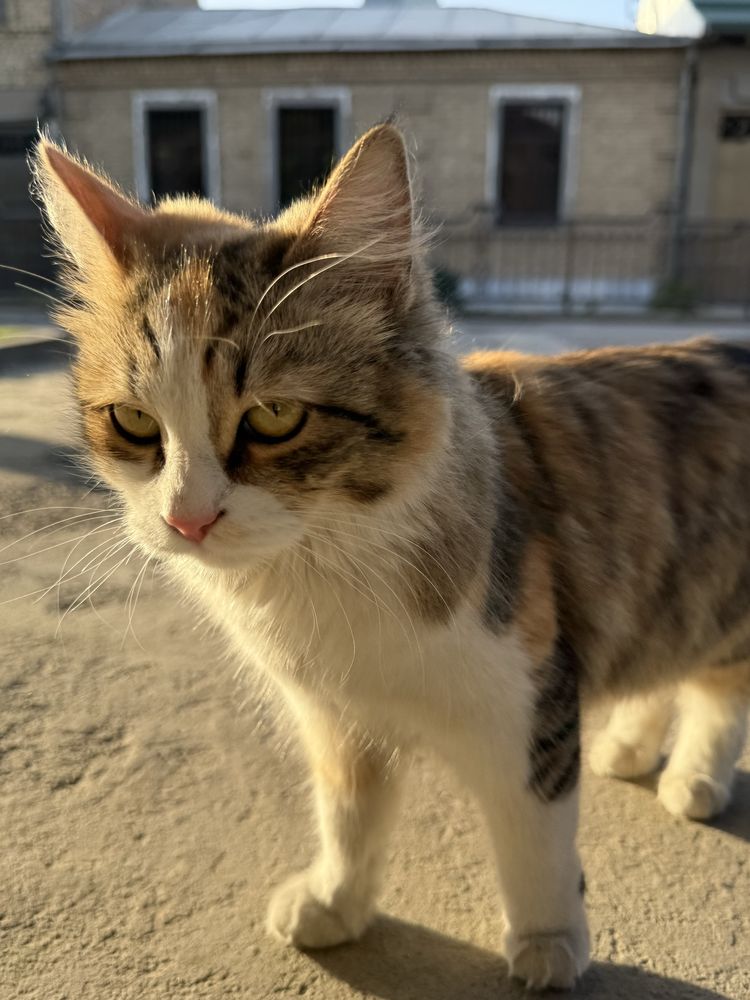 Отдам бесплатно кошечку