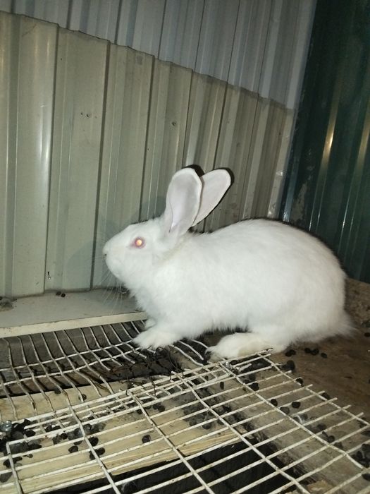 Кролики кролики кролики
