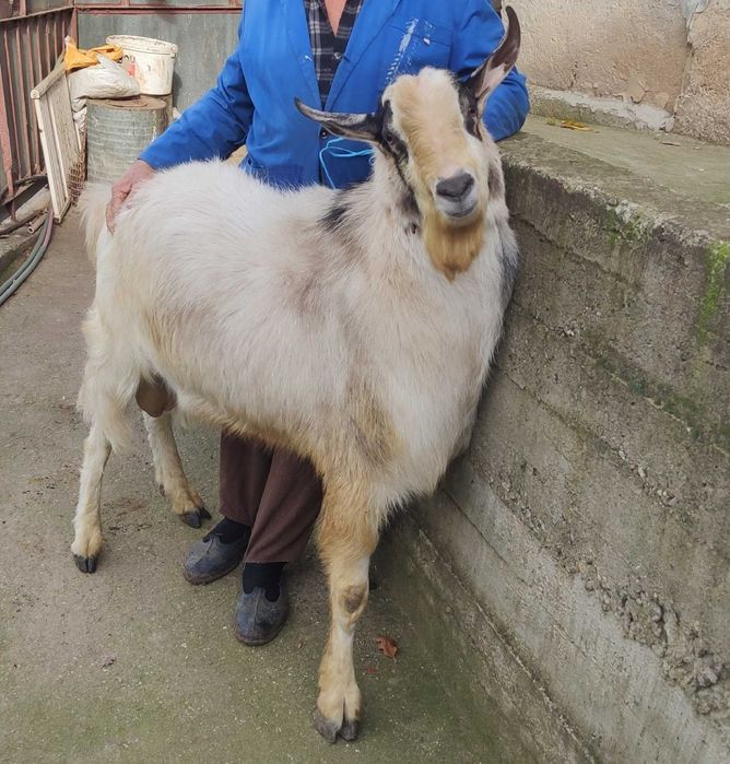 Козел (Пръч) за продан