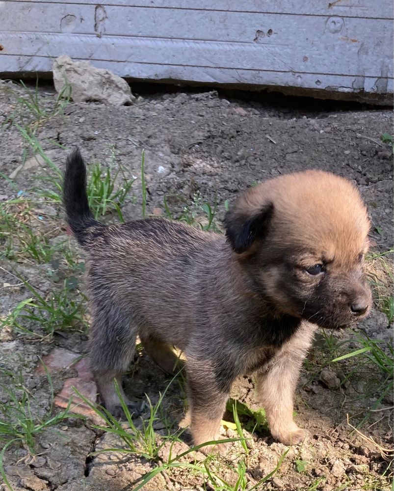 4 catelusi spre adoptie