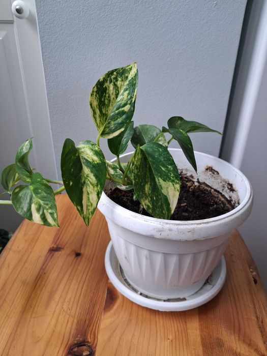 Стайни растения -Традесканция, Драцена