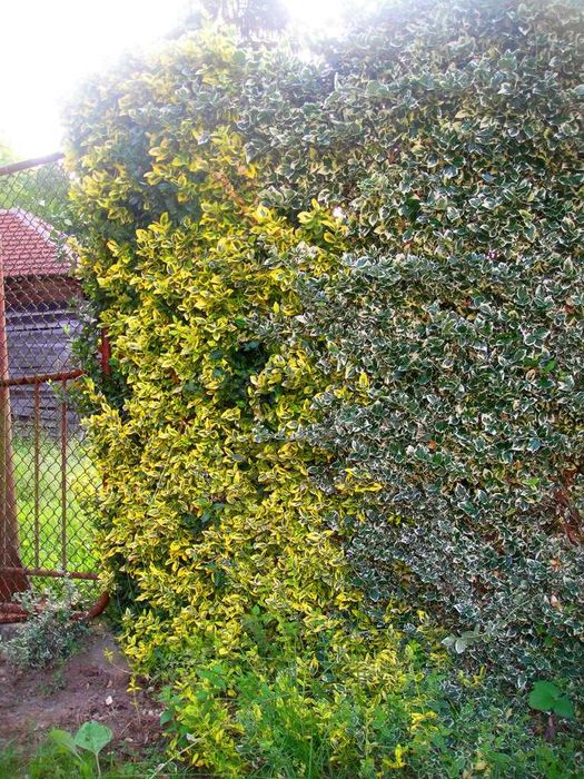 Радиканс - 3 вида вечнозелен жив плет (ПРОМО: 1,10 лв.–0,80 лв.)