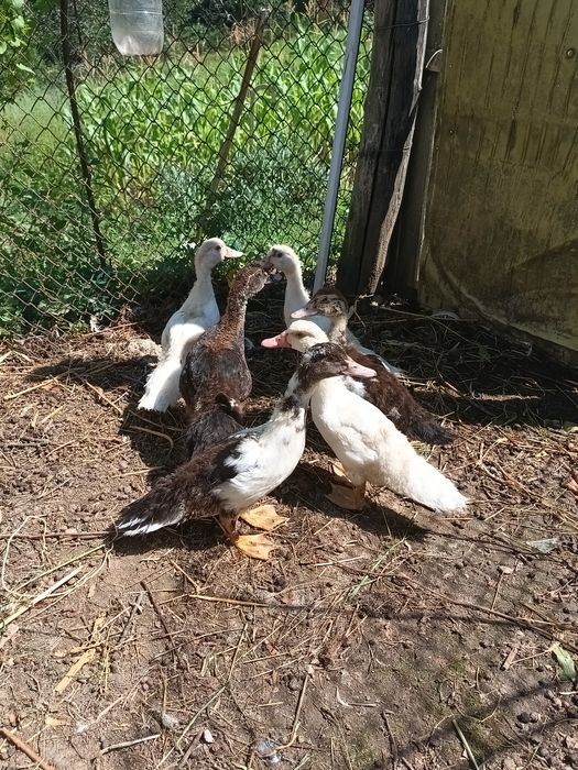 Boboci rață mută !