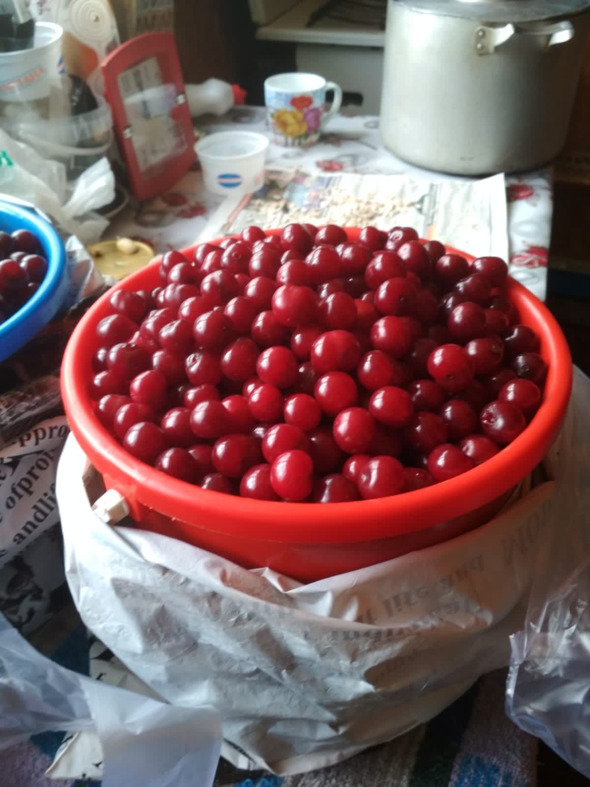 Вишня свежесобранная
