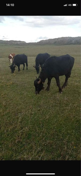 Vand trei junici de bivol gestante