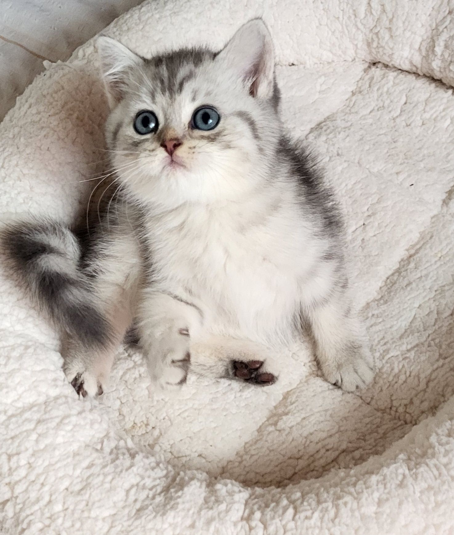 Pui  British shorthair tobby