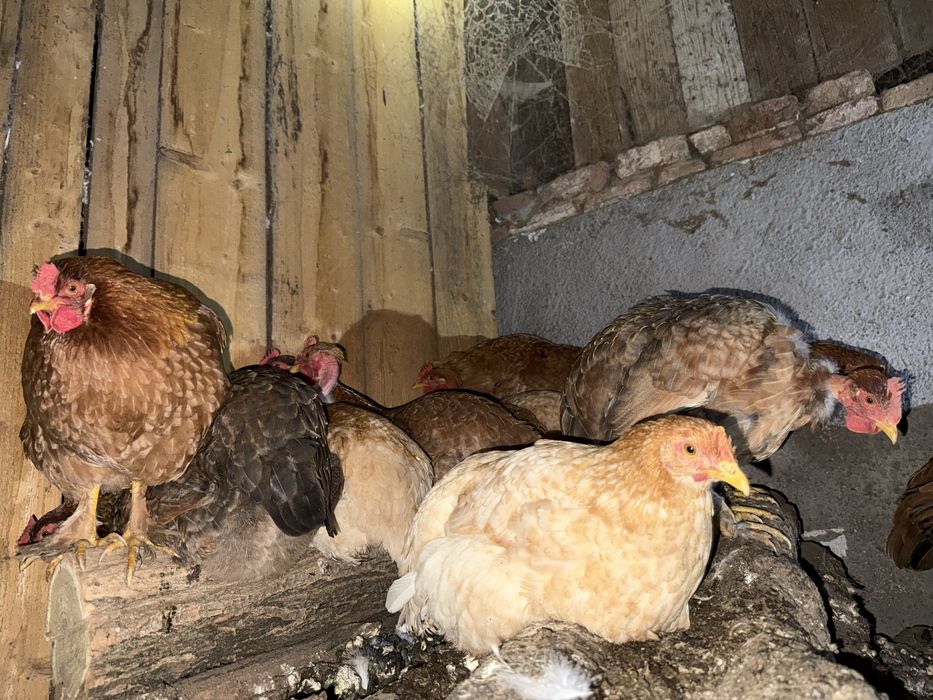 Vând rațe şi găini de casă