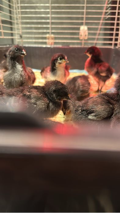 Vand pui rasa Australorp