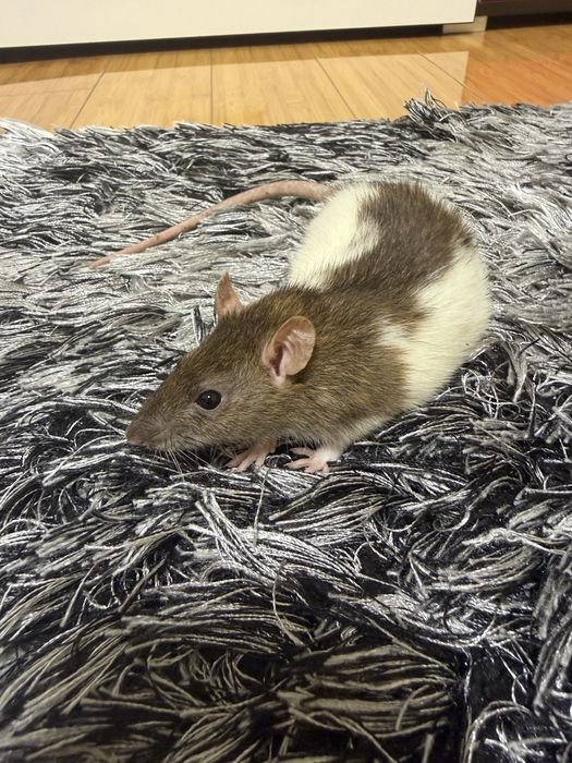 Sobolani de companie