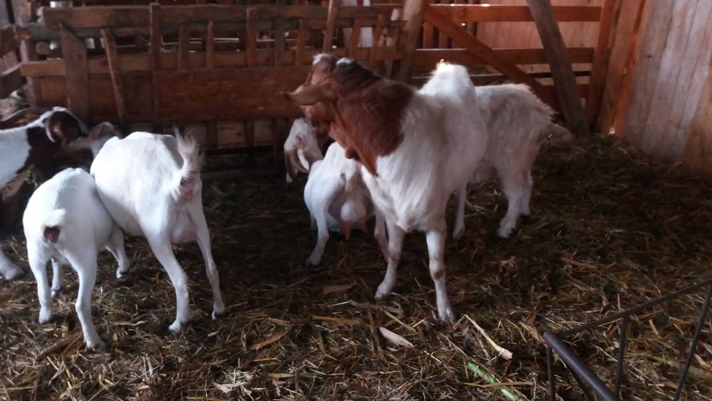 Tap Boer de un an si jumatate