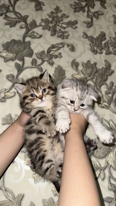 Продам котят мама шотландская веслоуха, отец шиншилла