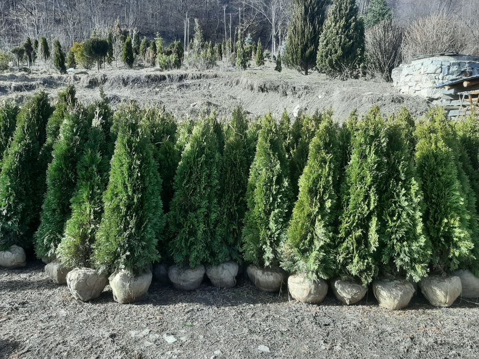 Tuia plante speciale ptr gradina