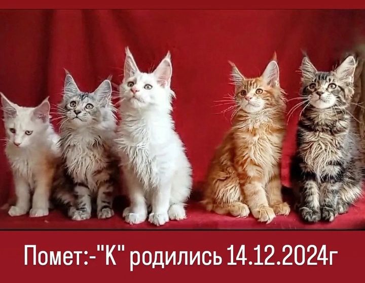 Шикарные котята для Вас! Питомник "Fluffy Tale"