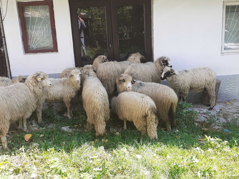 Vand berbecuti din primavara