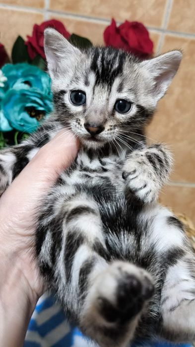 Мимишное Серебро.  Бенгалы- ДЕТКИ