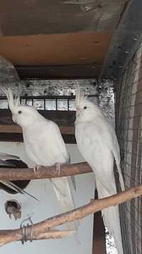 Попугаи карлы белые