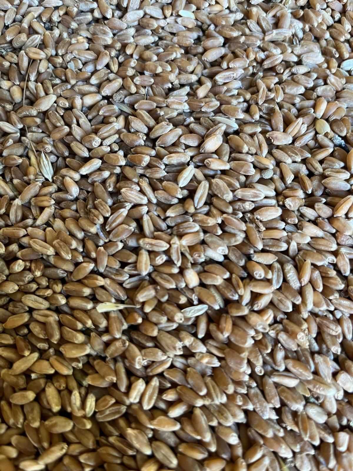 Vand grau porumb si floarea soarelui