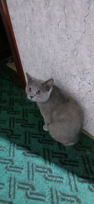 Продаётся курильский Бобтейл